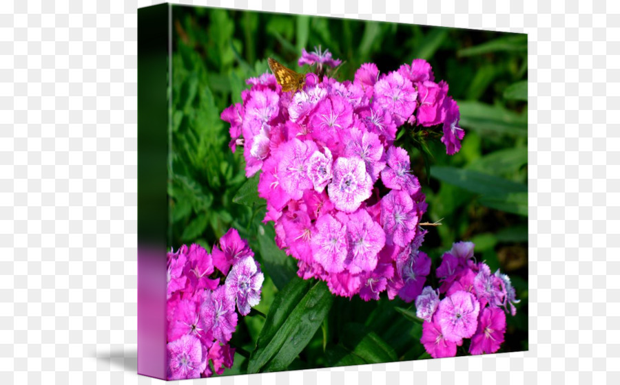 Hydrangea，Pink PNG