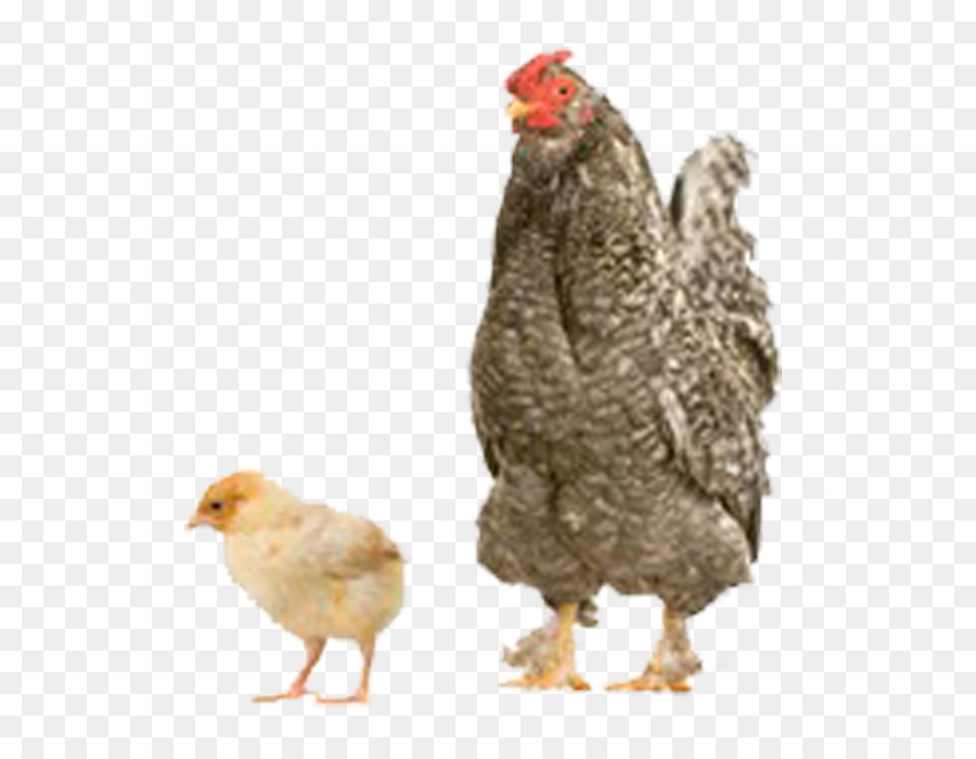 Ayam，Turki PNG