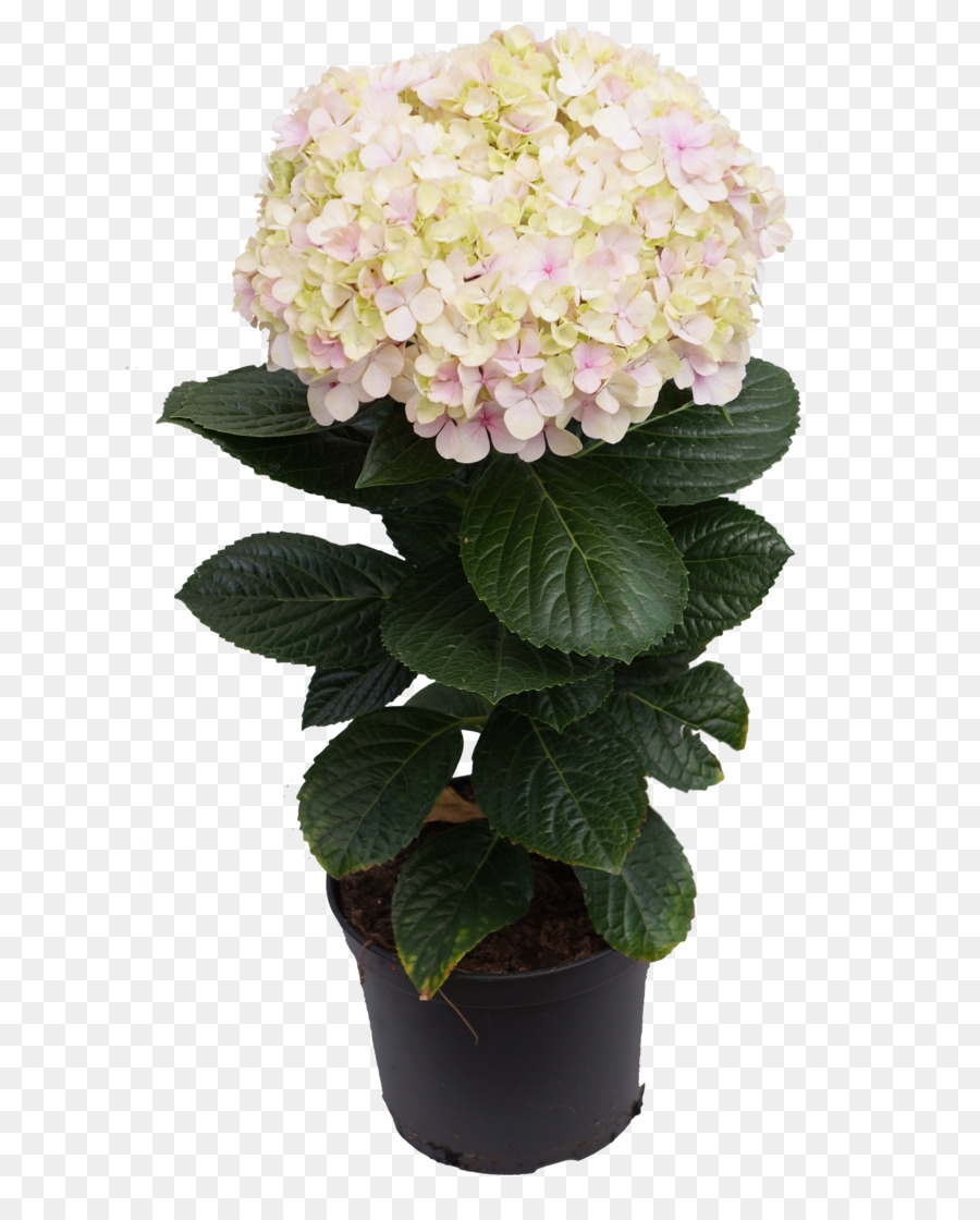 Hydrangea，Pot Bunga PNG