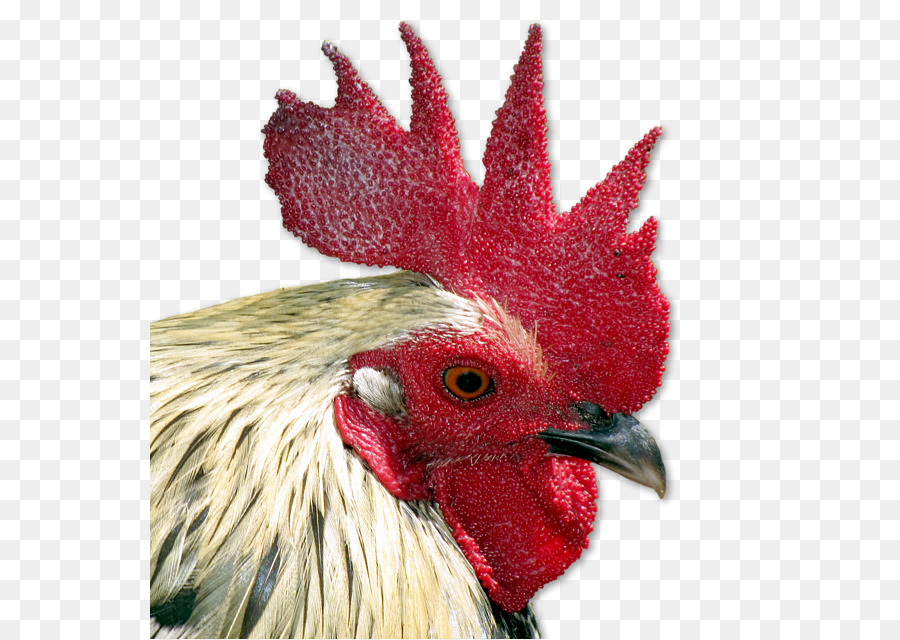 Ayam，Tshirt PNG