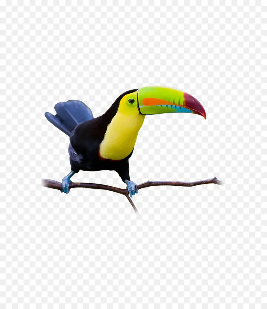 Burung Toucan，Cabang PNG