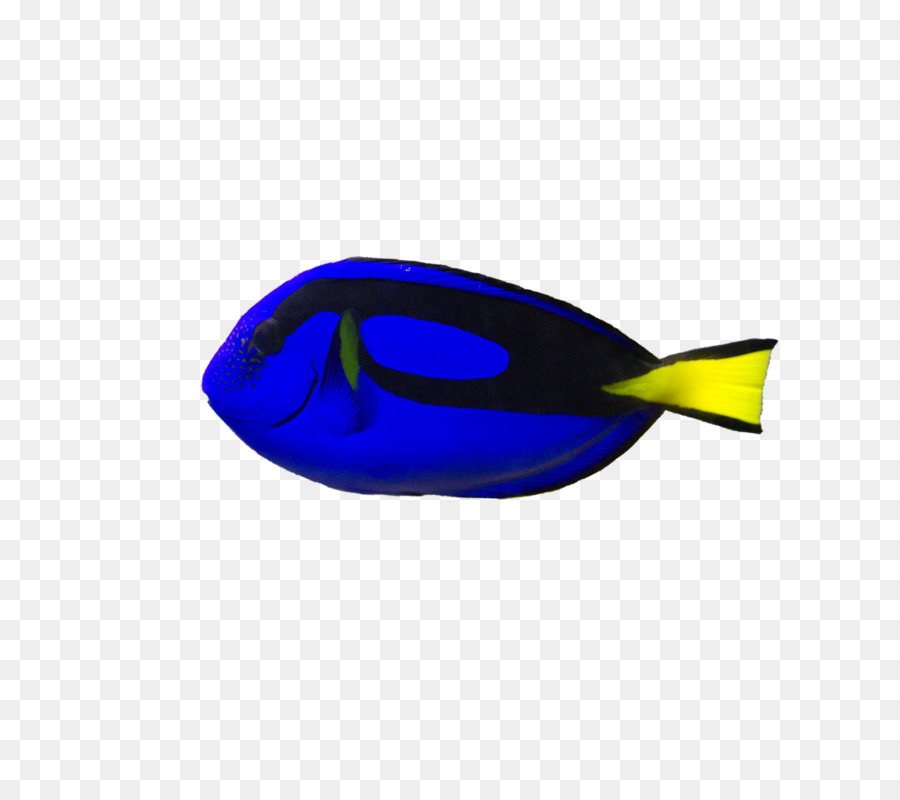 Ikan Biru，Akuatik PNG