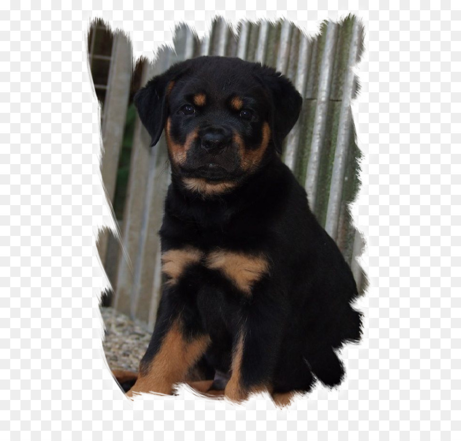 Rottweiler，Anjing PNG