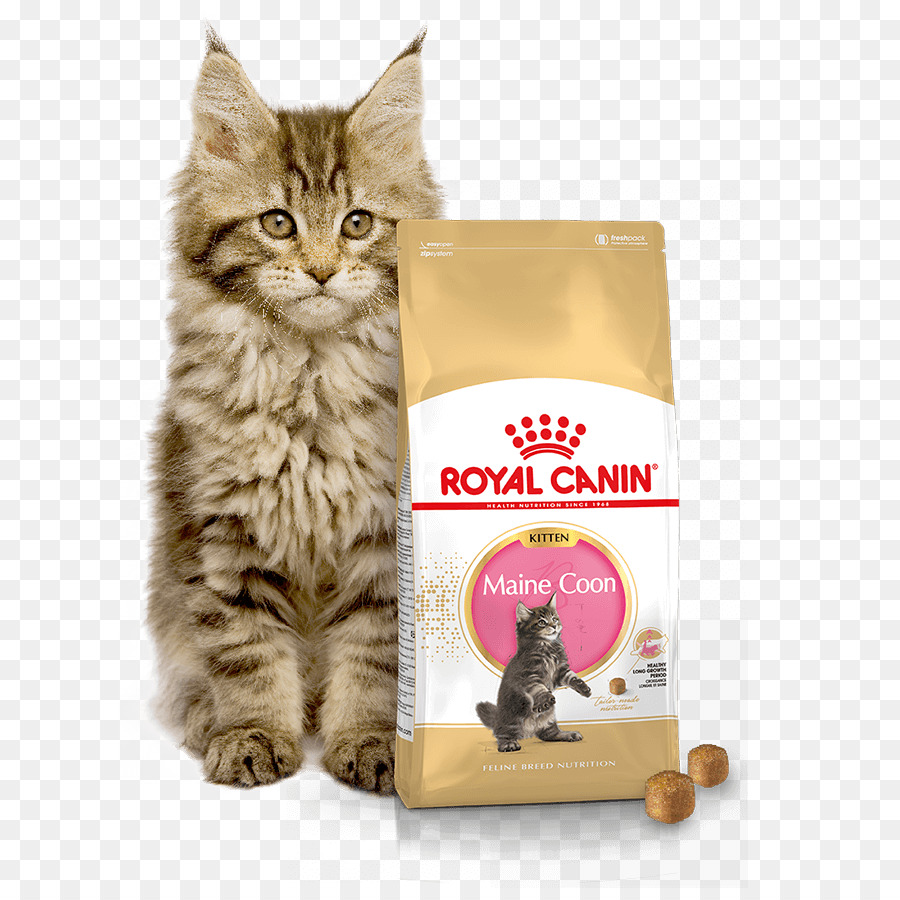 Makanan Kucing Maine Coon Kucing Gambar Png