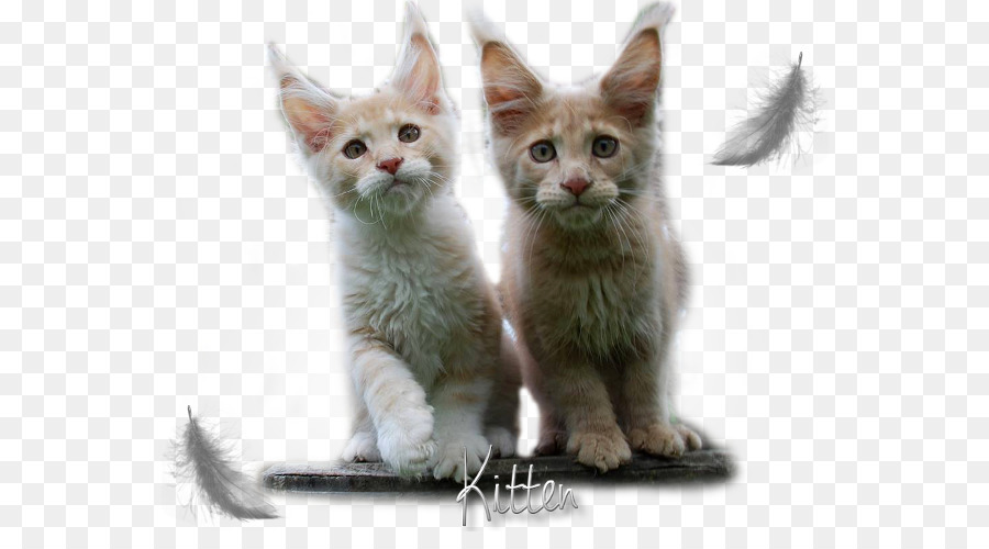 Anak Kucing，Kucing PNG