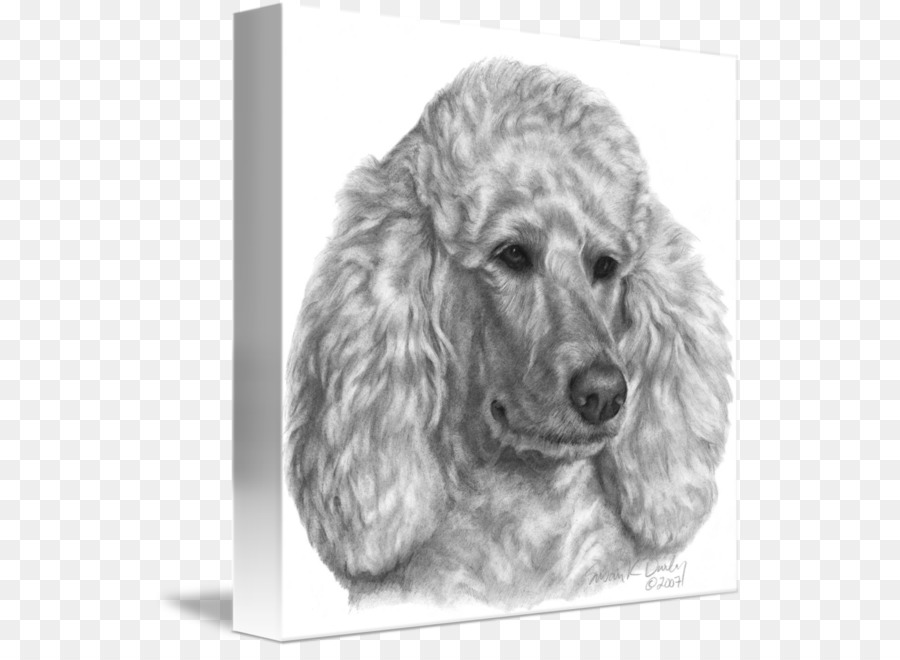 Standar Pudel，Miniatur Poodle PNG