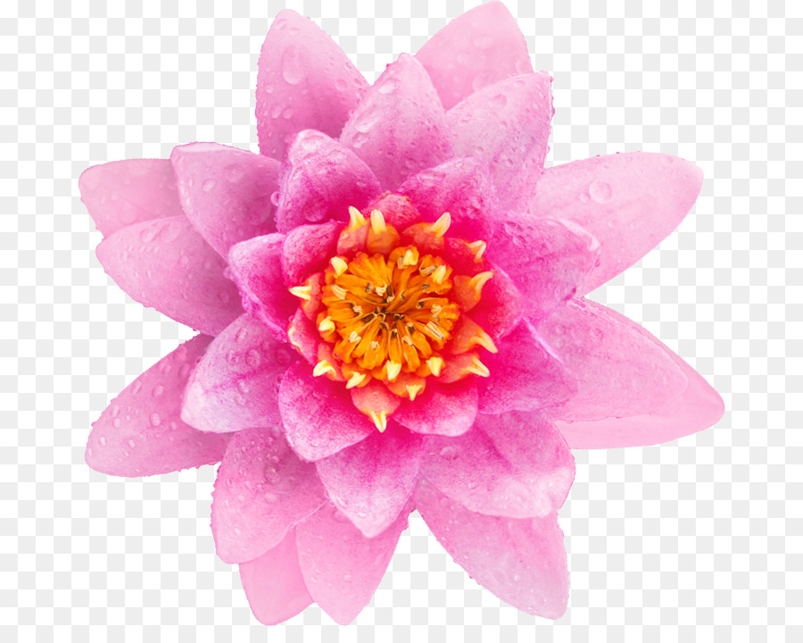 Peony，Pink M PNG