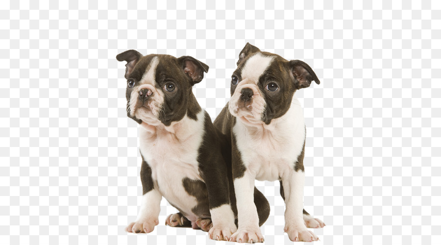 Boston Terrier，Olde Bulldogge Inggris PNG