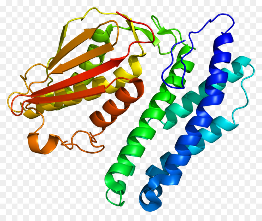 Struktur Protein，Biologi PNG