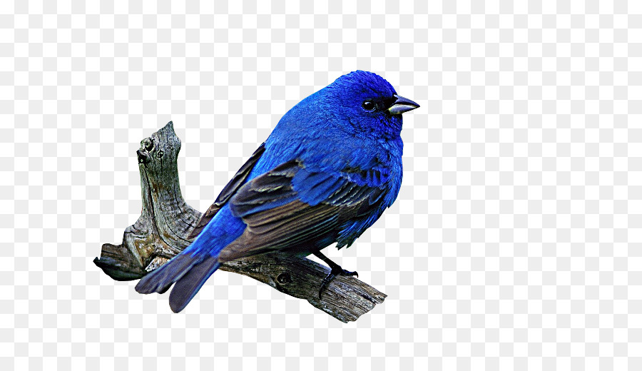 Blue Bird，Bulu PNG