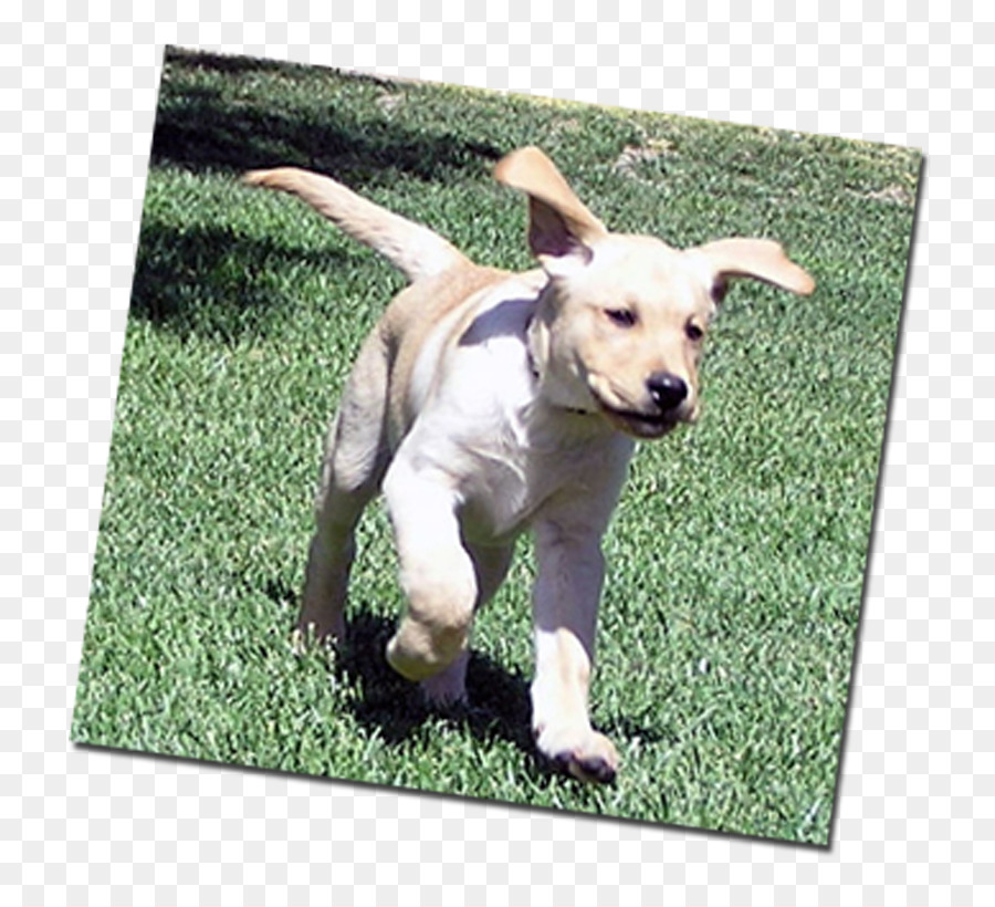 Labrador Retriever，Anjing Berkembang Biak PNG