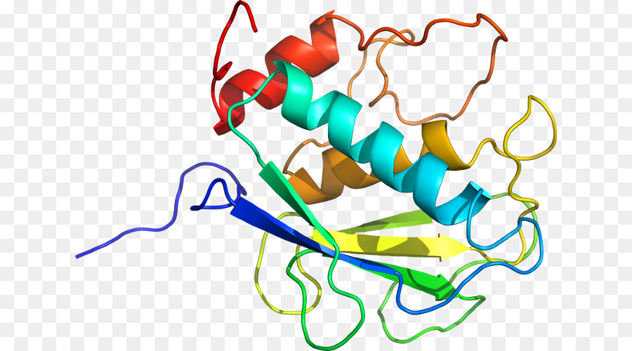 Struktur Protein，Molekul PNG