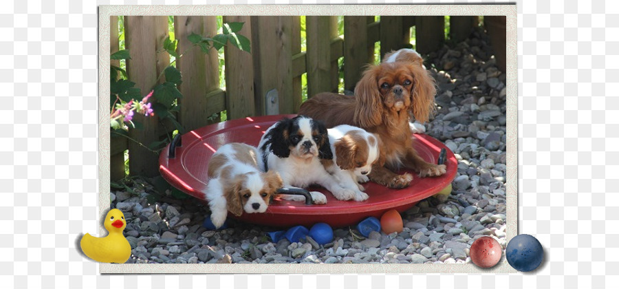 Cavalier King Charles Spaniel，Anjing PNG