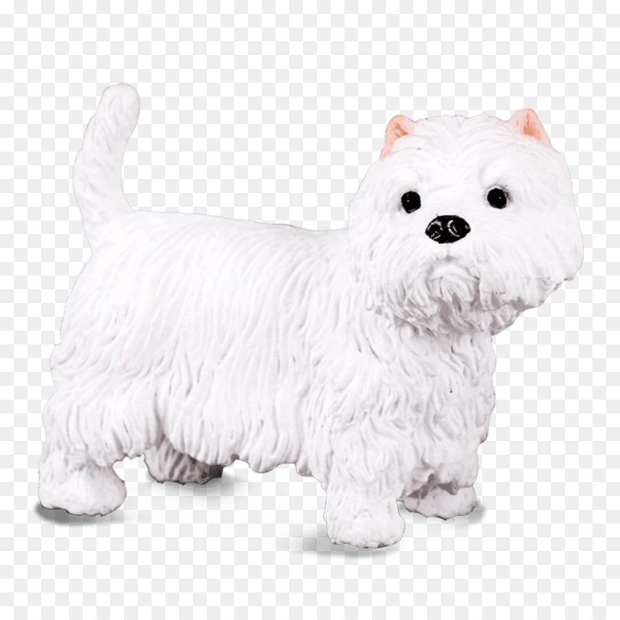 West Highland Putih Terrier，Anjing Maltese PNG