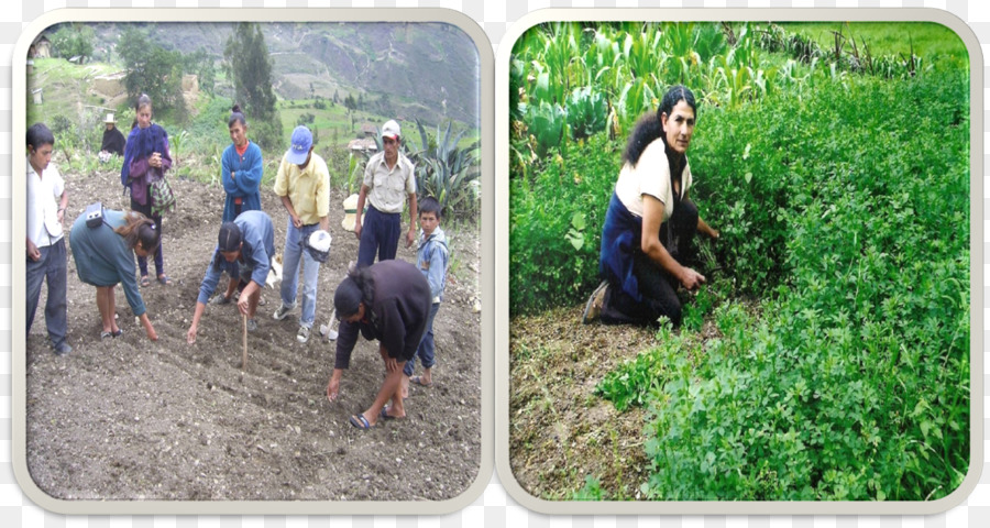 Di Mana Namanya，Caritas Internationalis PNG