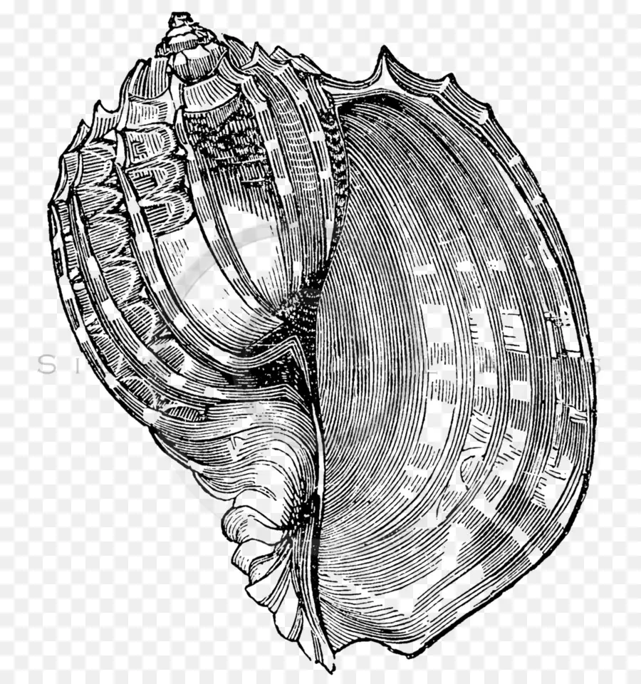 Kerang，Gambar PNG