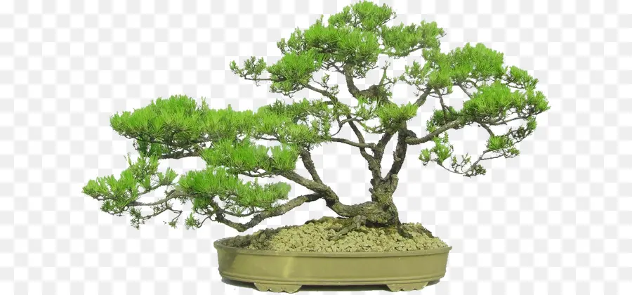 Pohon Bonsai，Pot PNG