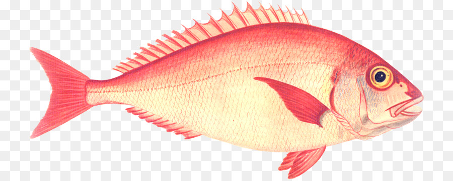 Ikan，Laut PNG