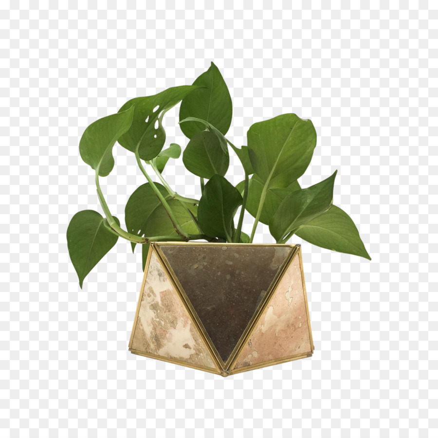 Daun，Pot Bunga PNG