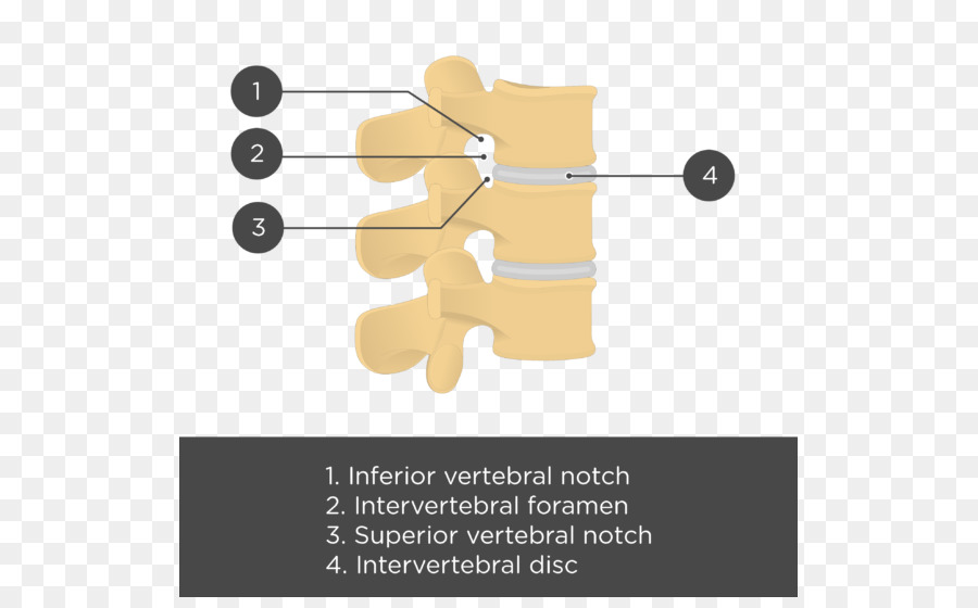 Bersama Vertebra Lumbalis Vertebral Kolom Gambar Png