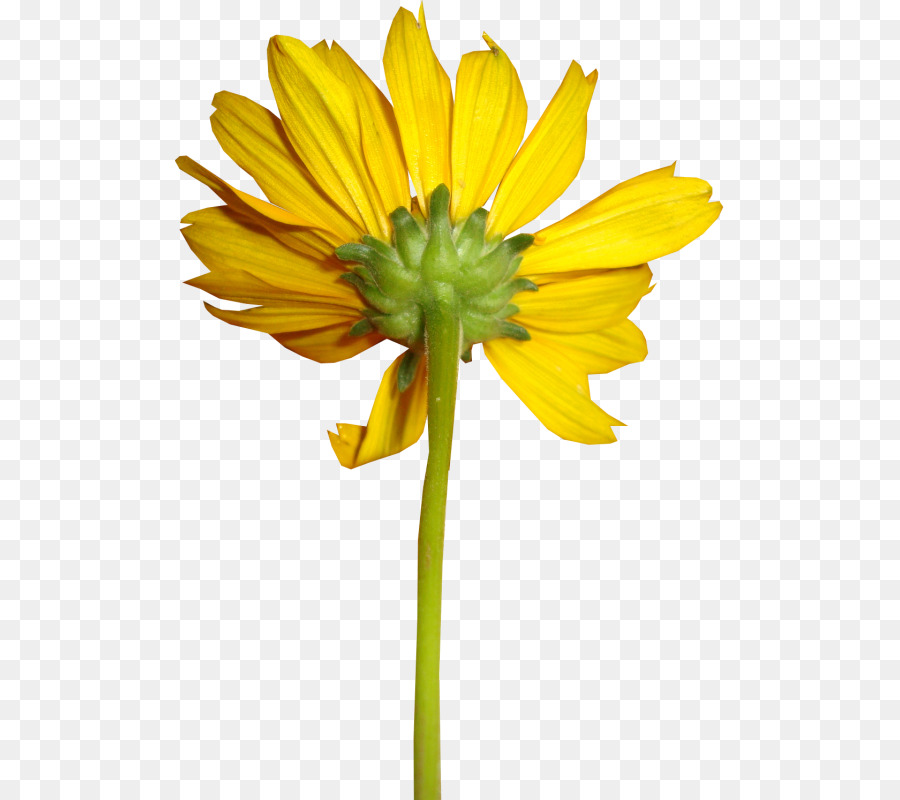 Umum Bunga Matahari，Kuning PNG