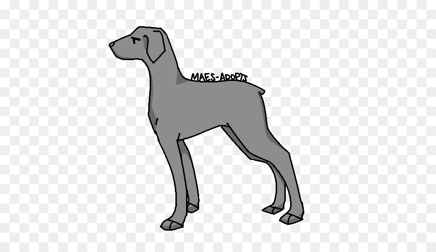 Anjing Berkembang Biak，Greyhound Italia PNG