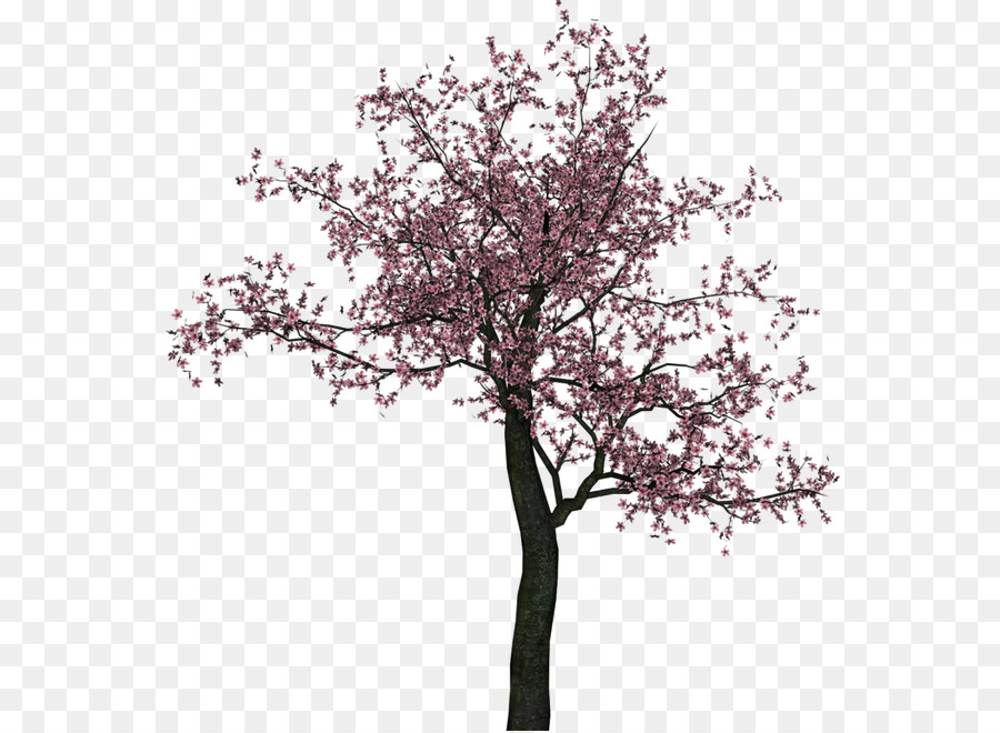 Blossom Sakura Cherry Gambar Png