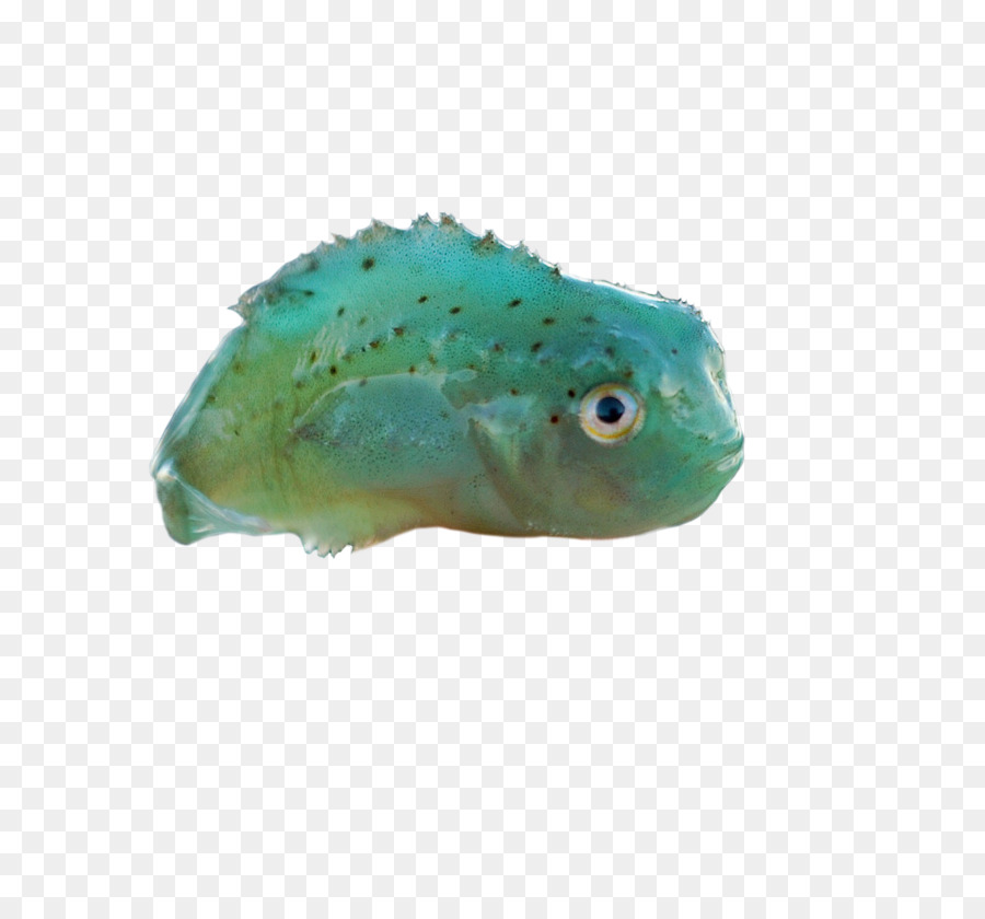 Lumpsucker，Ikan PNG