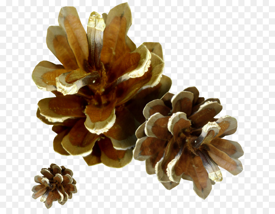 Cemara，Pinus PNG