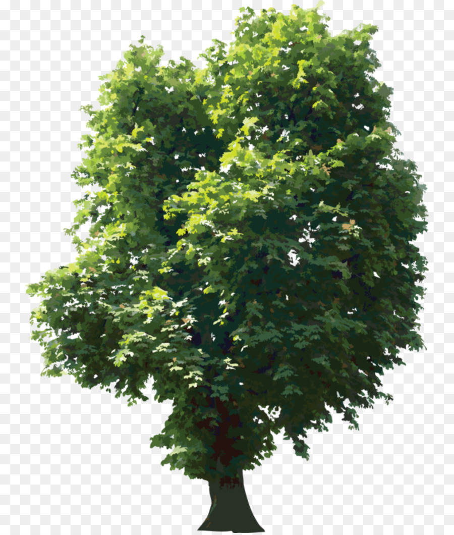 Pohon，Oak PNG