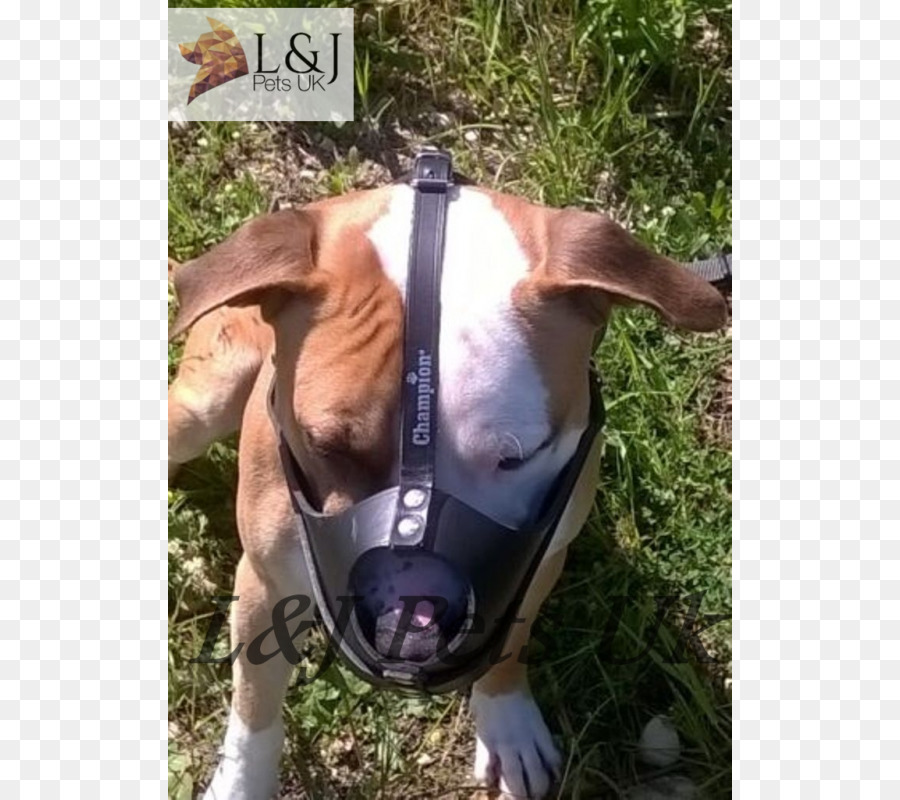 Anjing Berkembang Biak，American Staffordshire Terrier PNG