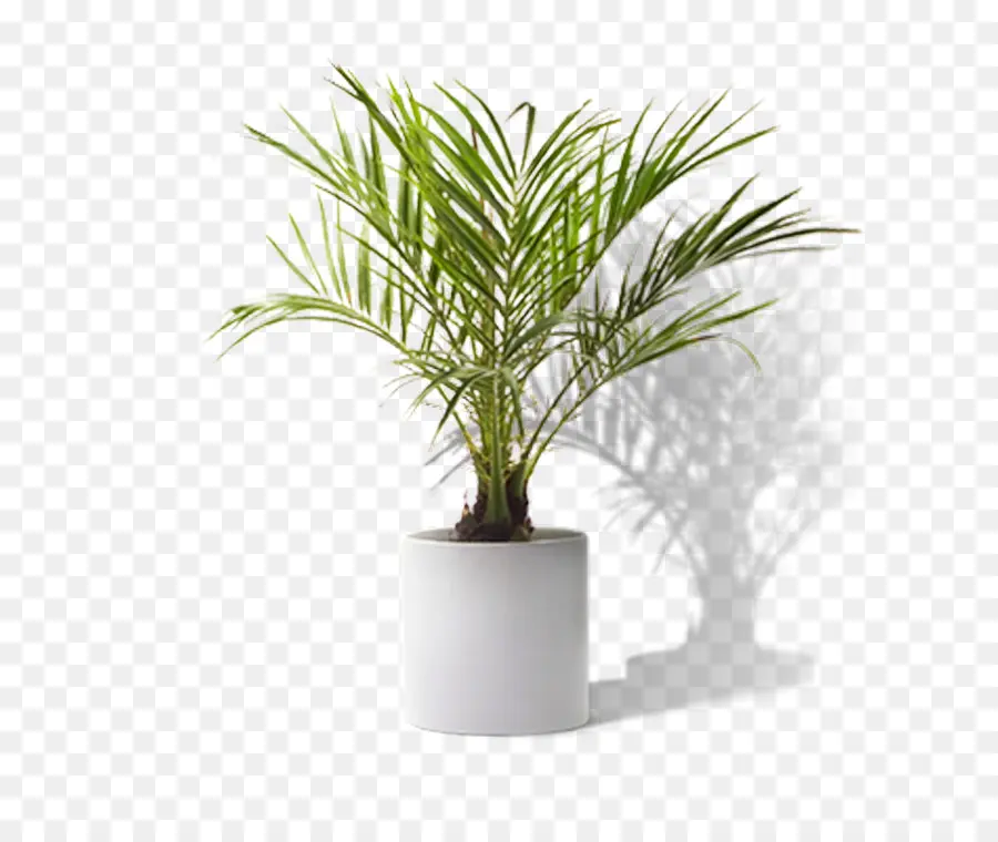 Tanaman Pot，Pot PNG