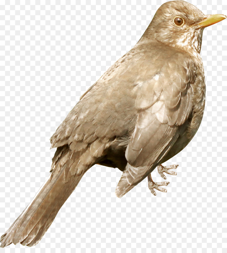 Burung，Amerika Pipit PNG