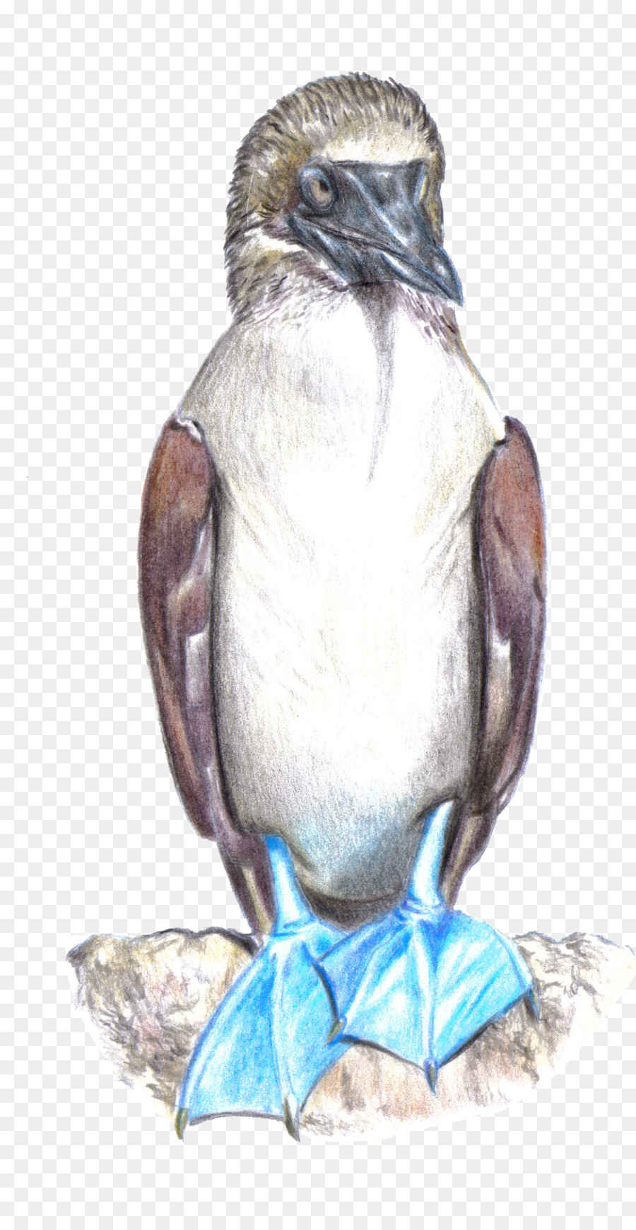 Booby Berkaki Biru，Kaki Biru PNG