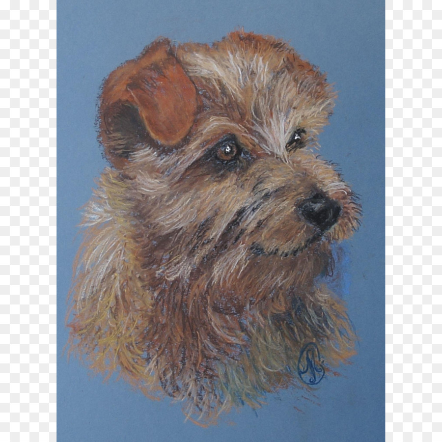 Norwich Terrier，Glen PNG