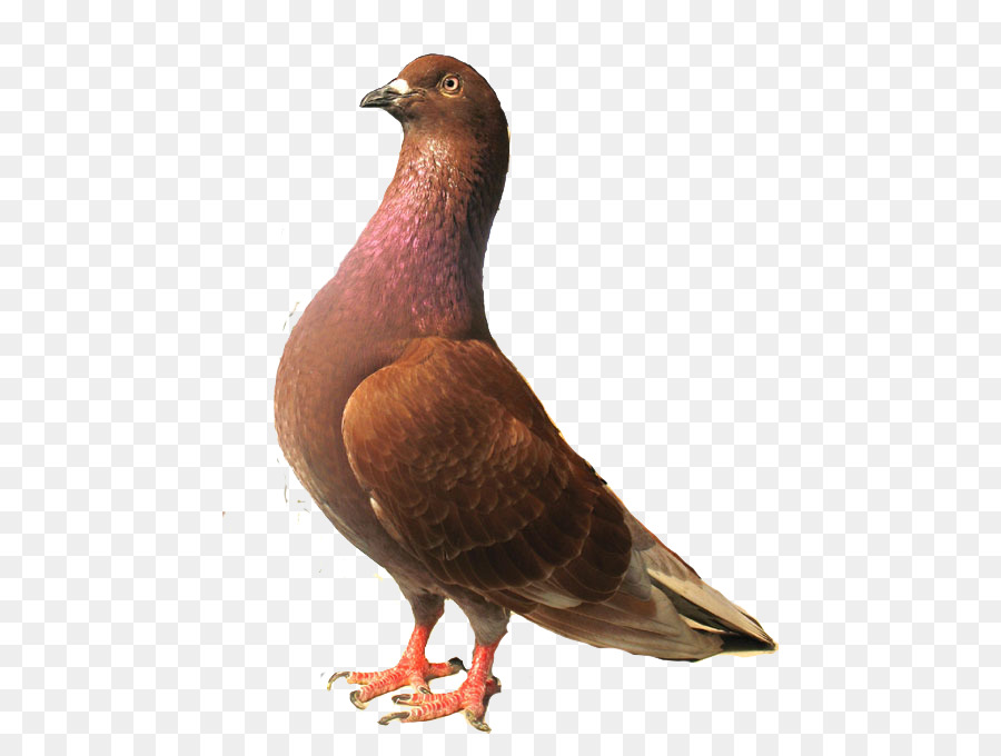 Columbiformes Merpati Balap Homing Pigeon gambar  png