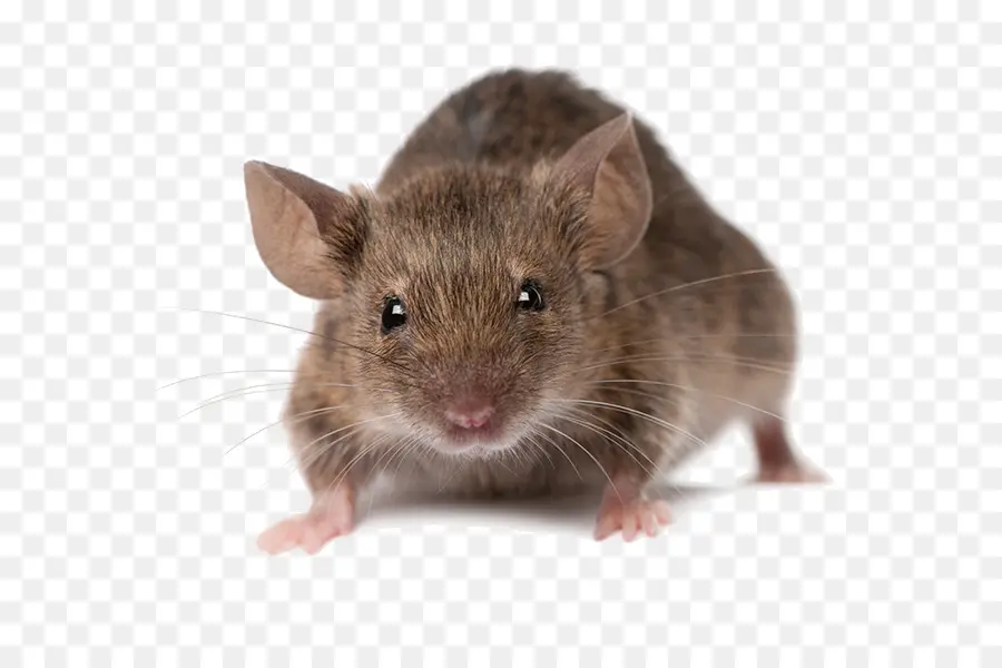 Mouse，Hewan Pengerat PNG