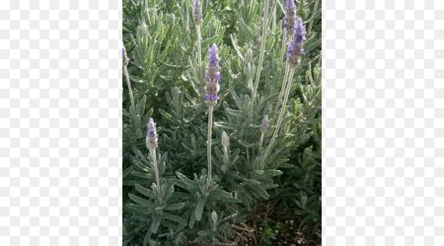 Lavender Inggris，Lavender Perancis PNG