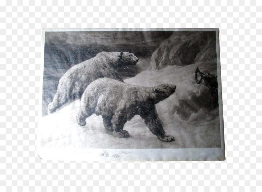 Beruang Kutub，Etsa PNG
