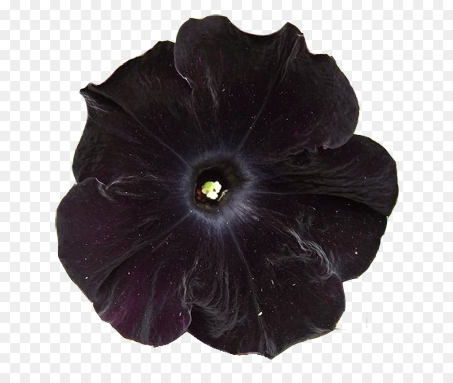 Bunga，Gambar Flora PNG