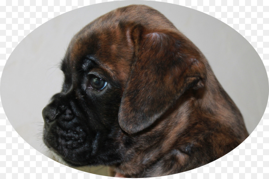 Petinju，Bullmastiff PNG