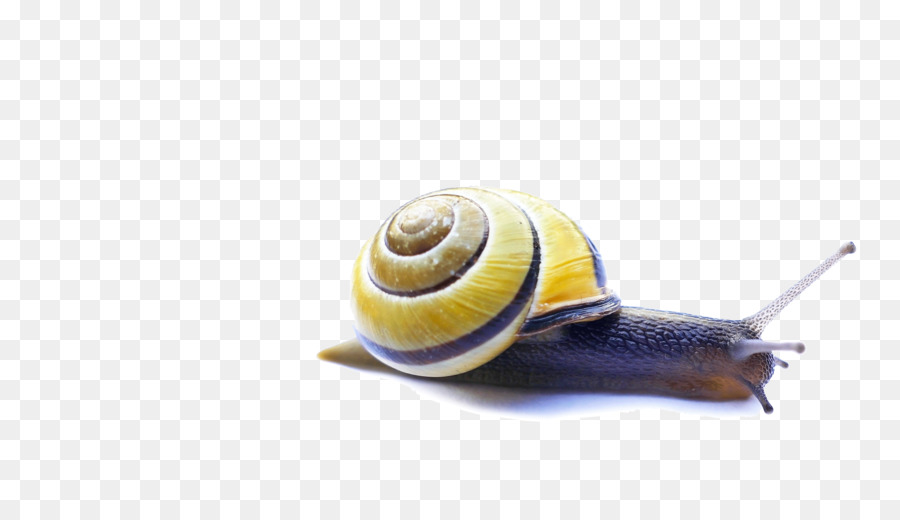 Siput，Video PNG