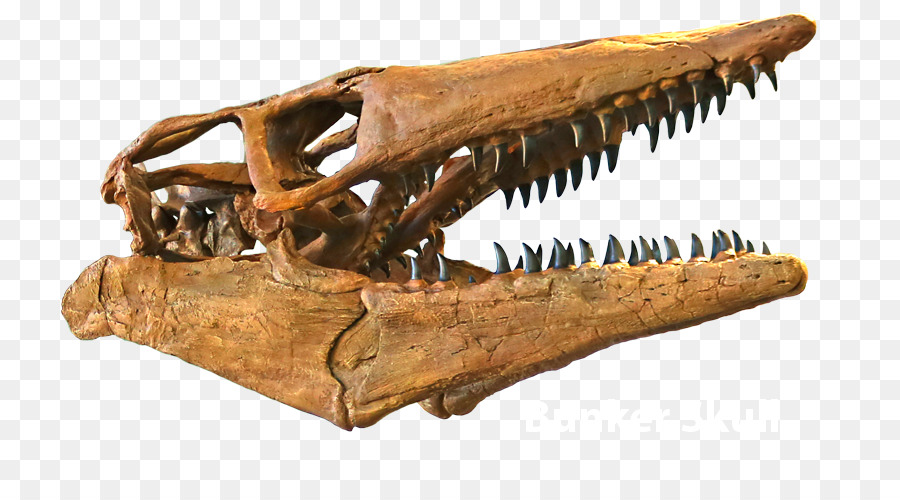 Triceratops，Tylosaurus PNG