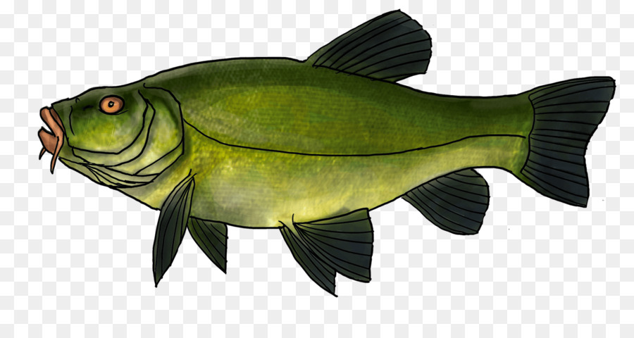 Ikan，Halibut PNG