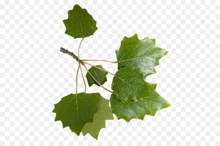 Ivy，Daun Daun PNG