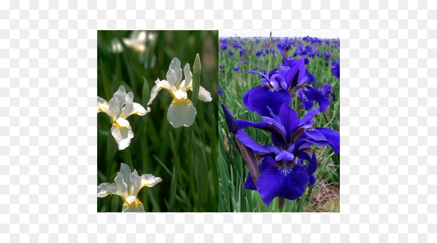 Siberia Iris，Iris Keluarga PNG