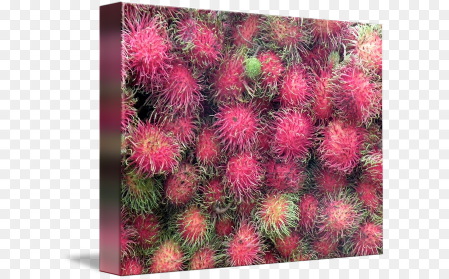 Rambutan， PNG