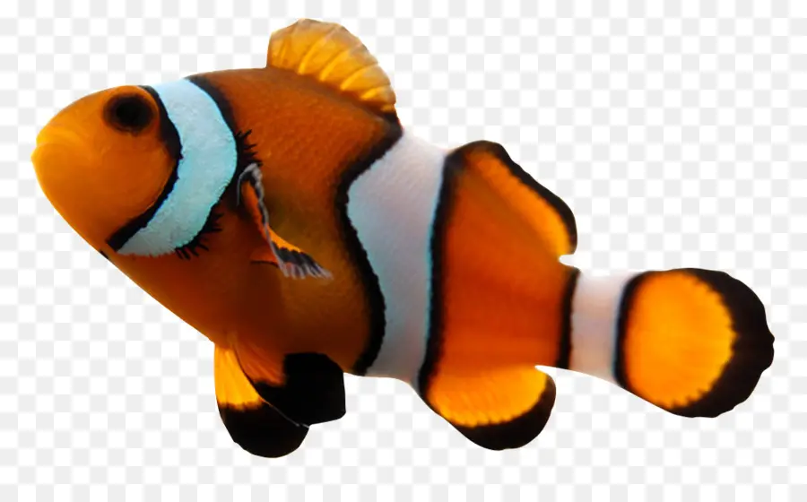 Ikan，Akuarium PNG