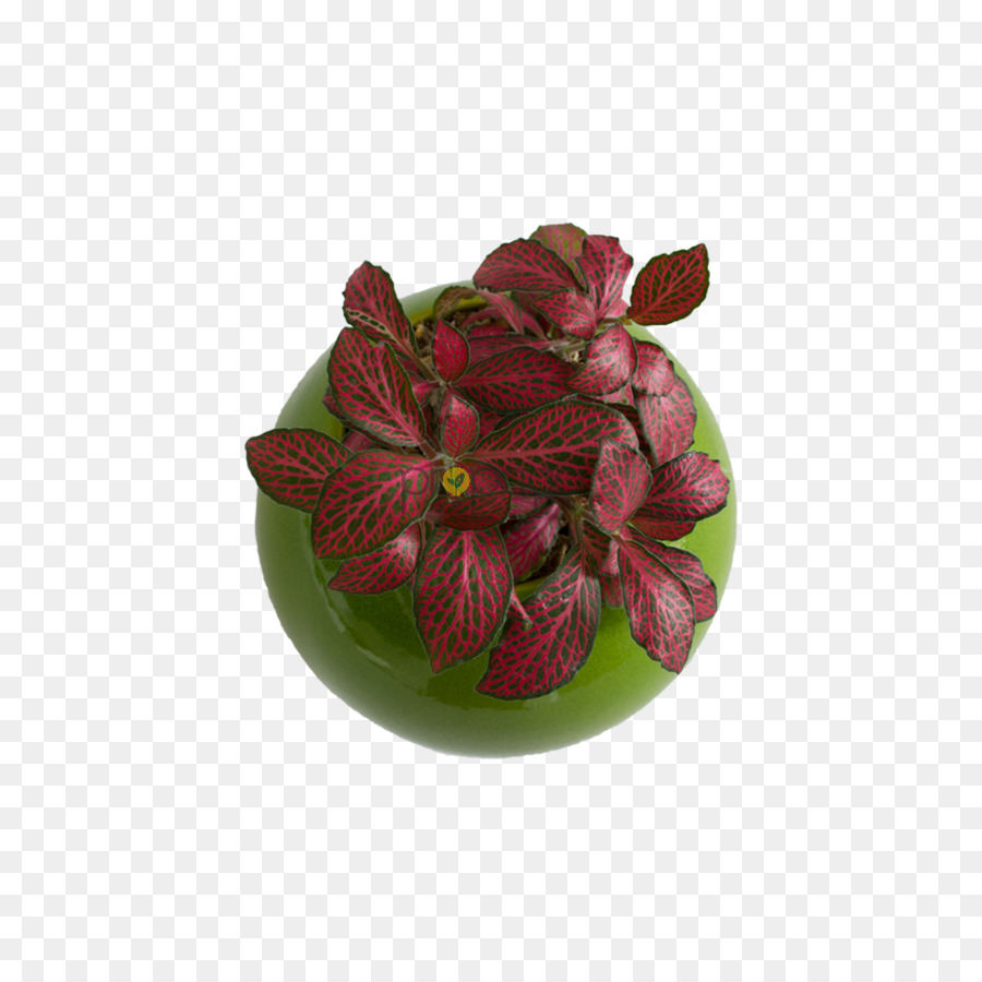 Bunga，Pot Bunga PNG