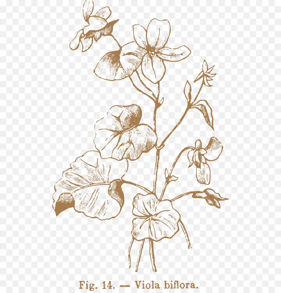 Viola Biflora，Bunga PNG